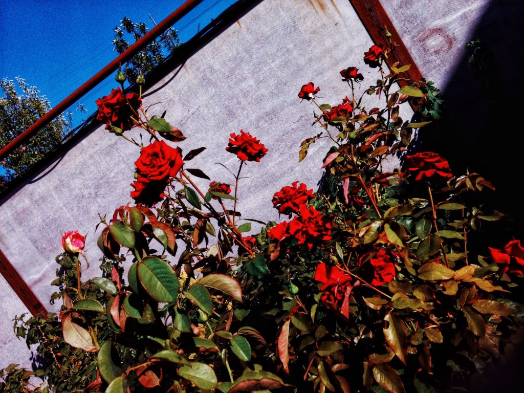 Image0