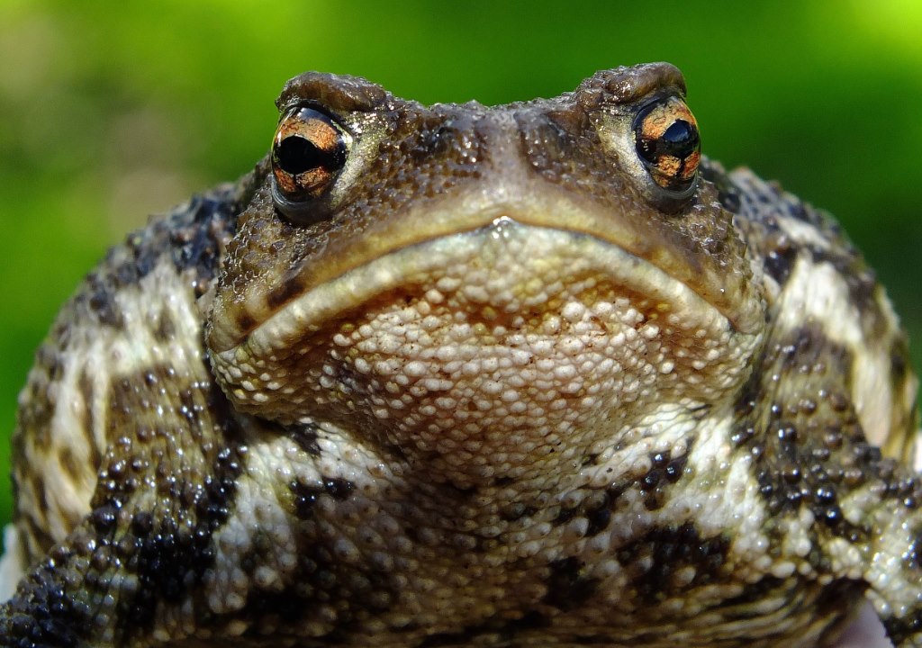 И вот появляется она... Фото: pxhere.com